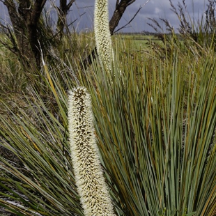 Xanthorrhoea nana